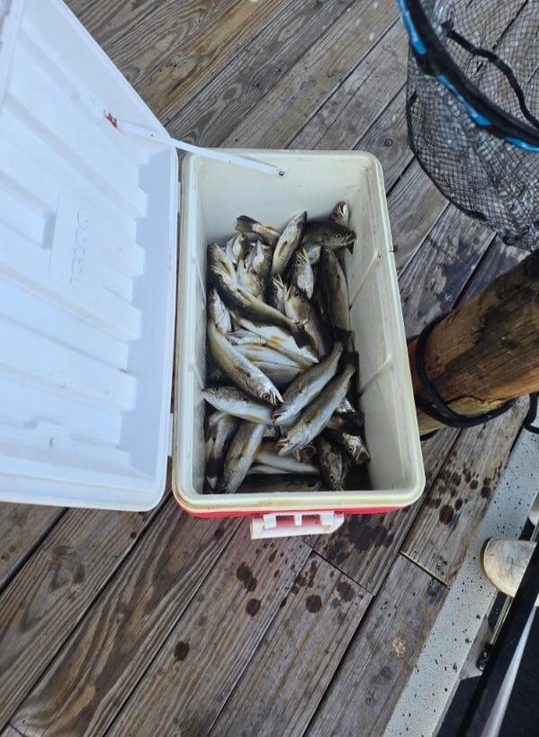 A cooler filled with small fish on a wooden dock.