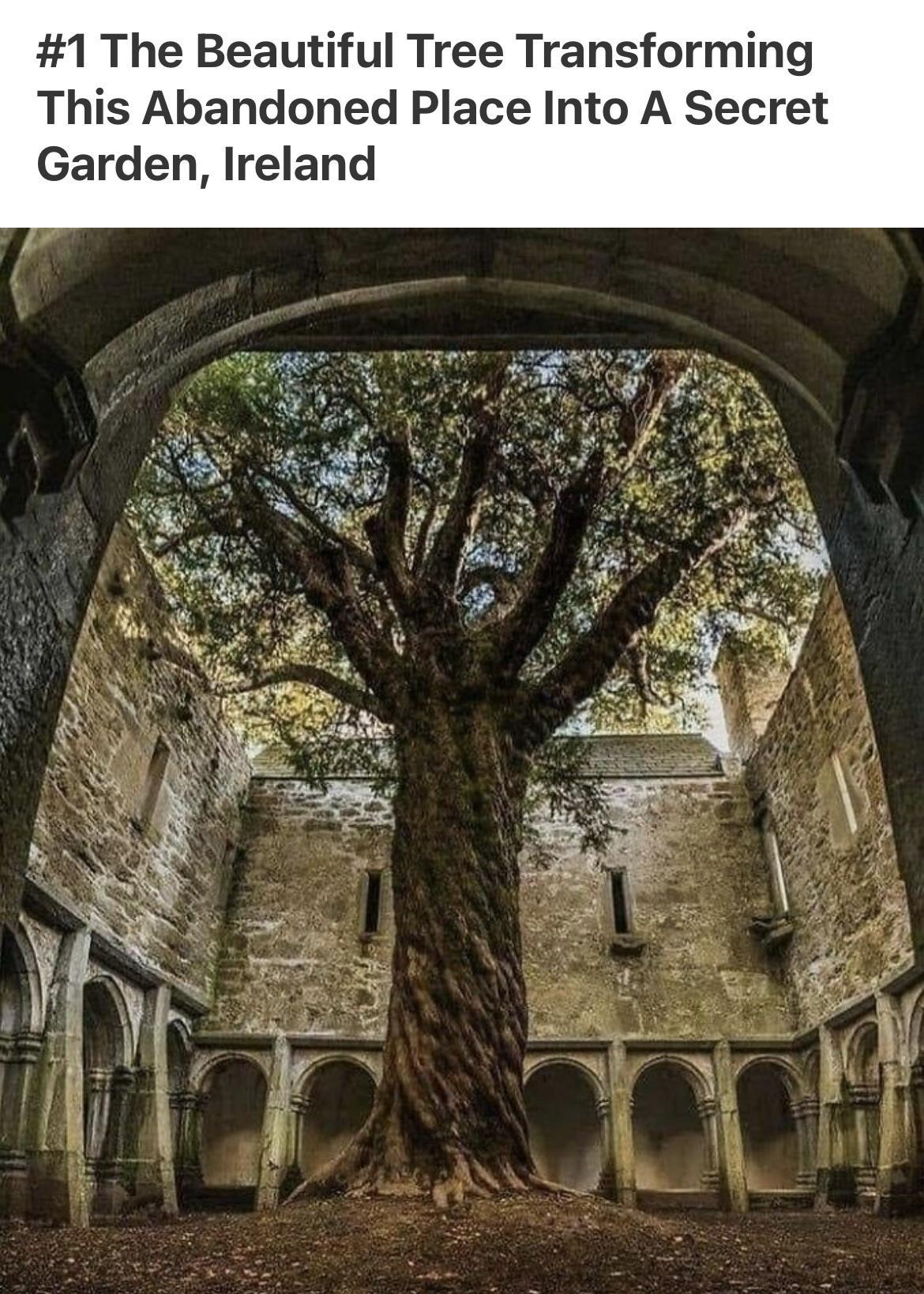 1 The Beautiful Tree Transforming This Abandoned Place Into A Secret Garden Ireland