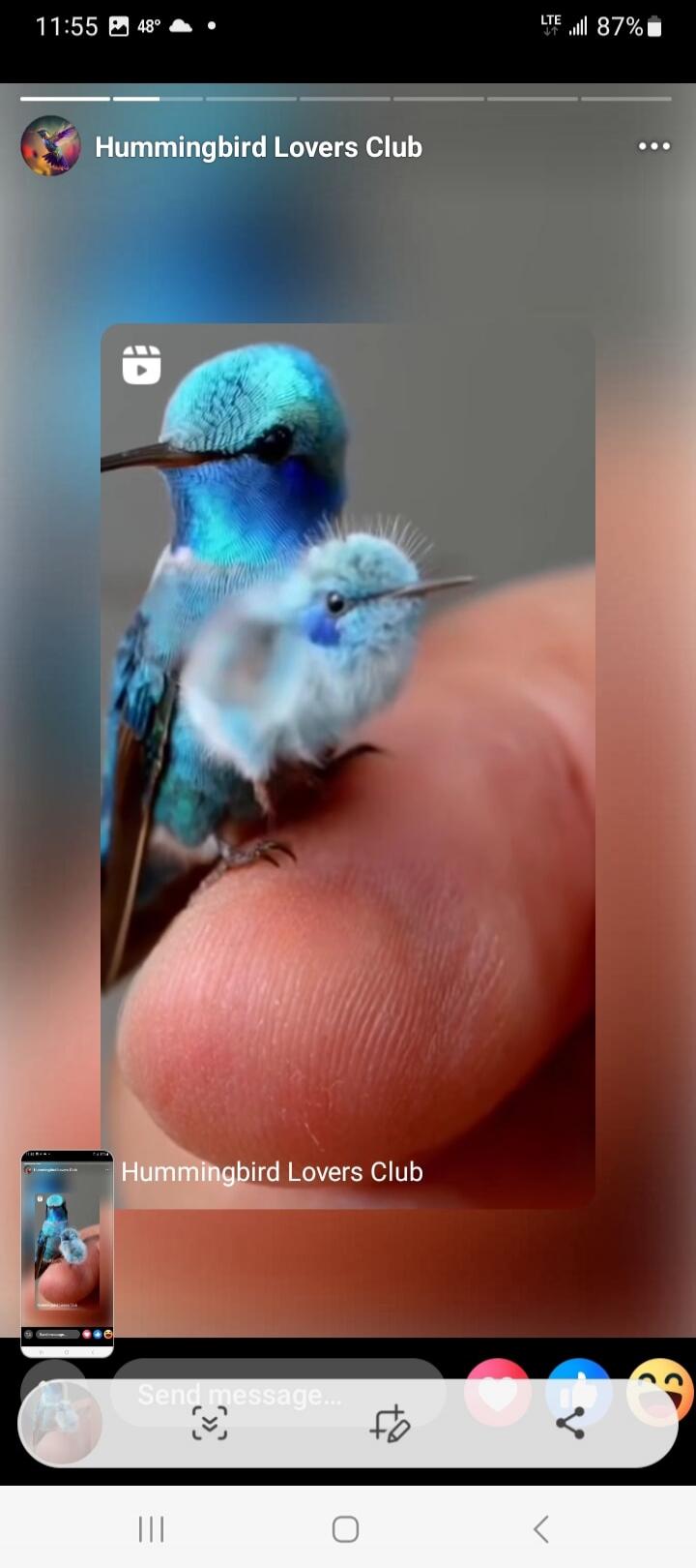 Hummingbird Lovers Club