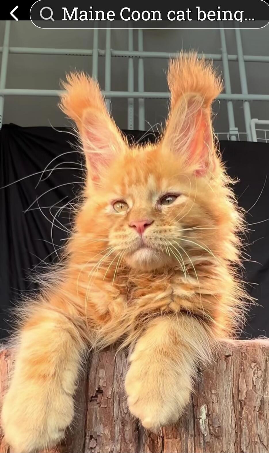 Maine Coon cat being fluffy and cute.