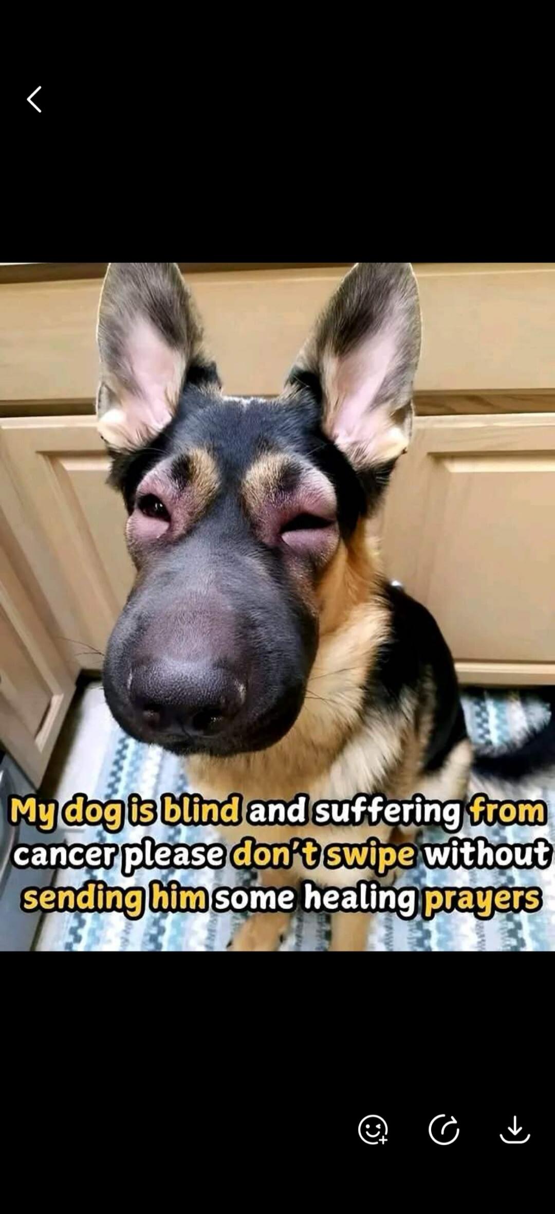 My dog is blind and suffering from cancer please don't swipe without sending him some healing prayers
