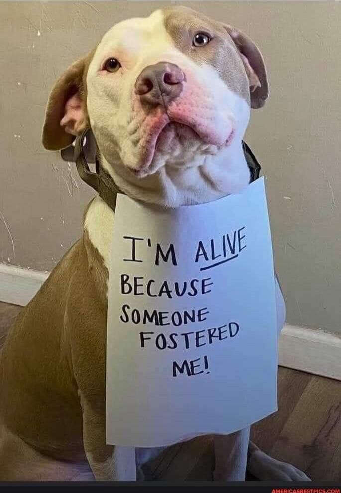 I'M ALIVE BECAUSE SOMEONE FOSTERED ME!