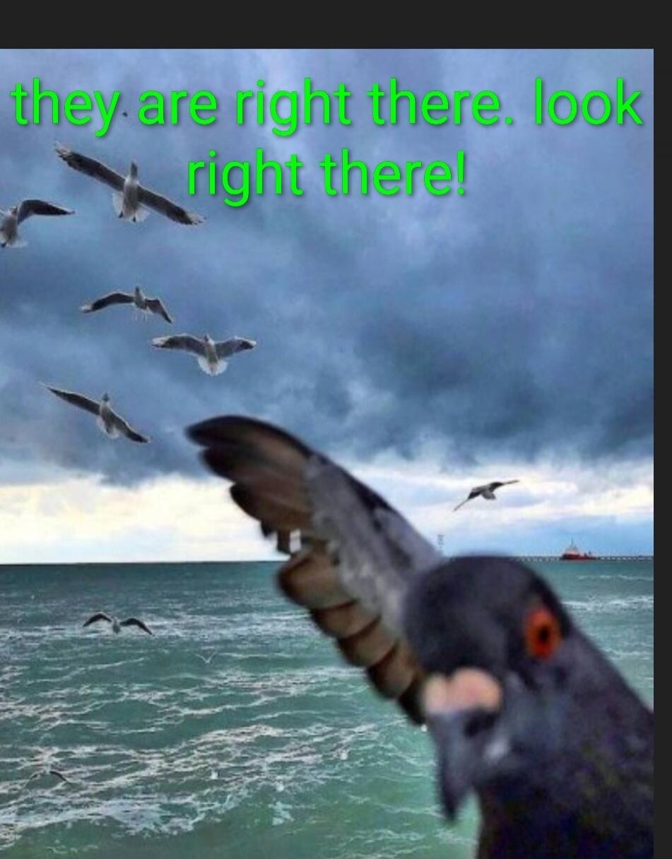they are right there. look right there!