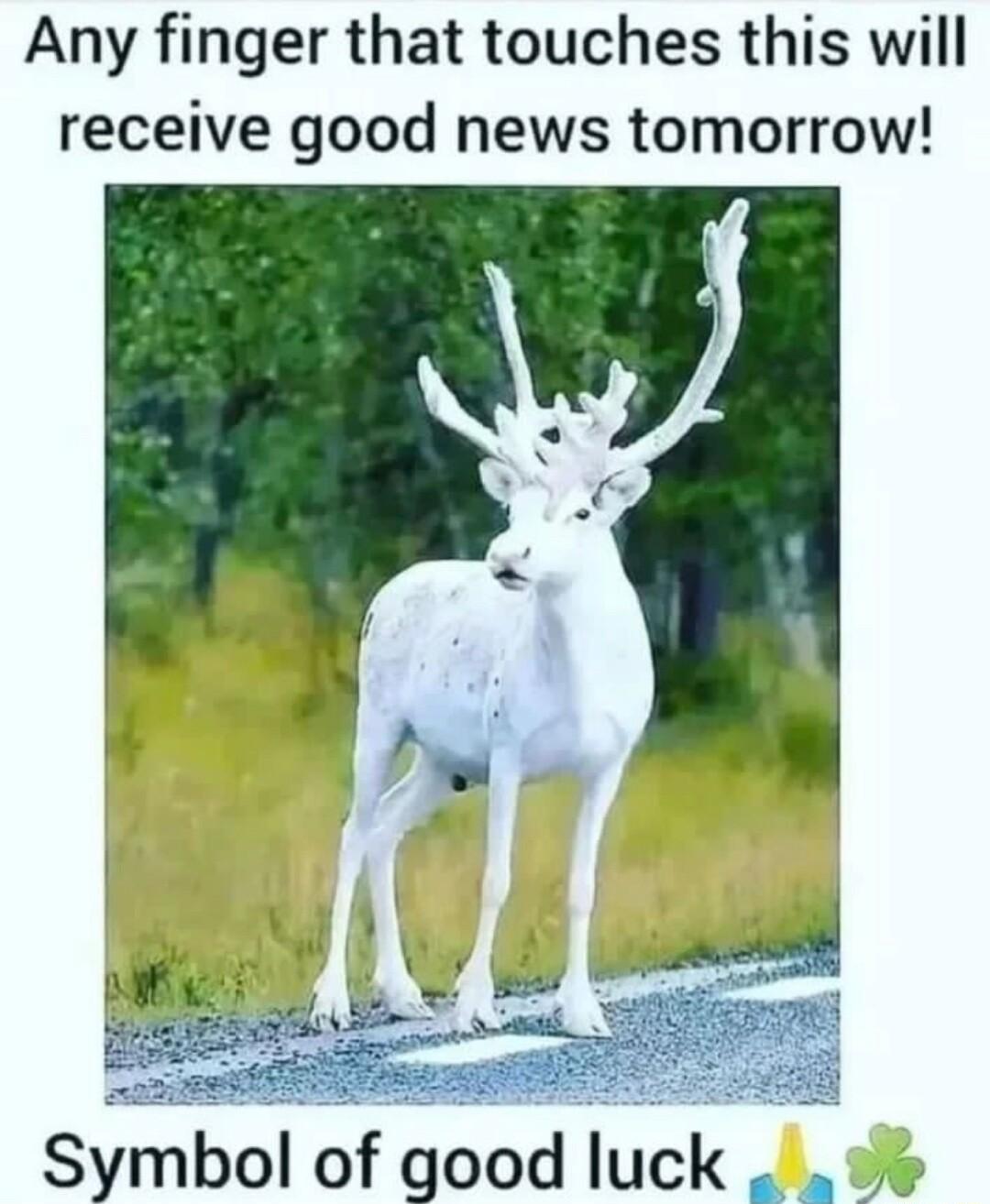 Any finger that touches this will receive good news tomorrow e Srbol of good luck A o