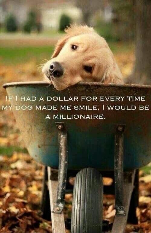IF I HAD A DOLLAR FOR EVERY TIME MY DOG MADE ME SMILE, I WOULD BE A MILLIONAIRE.
