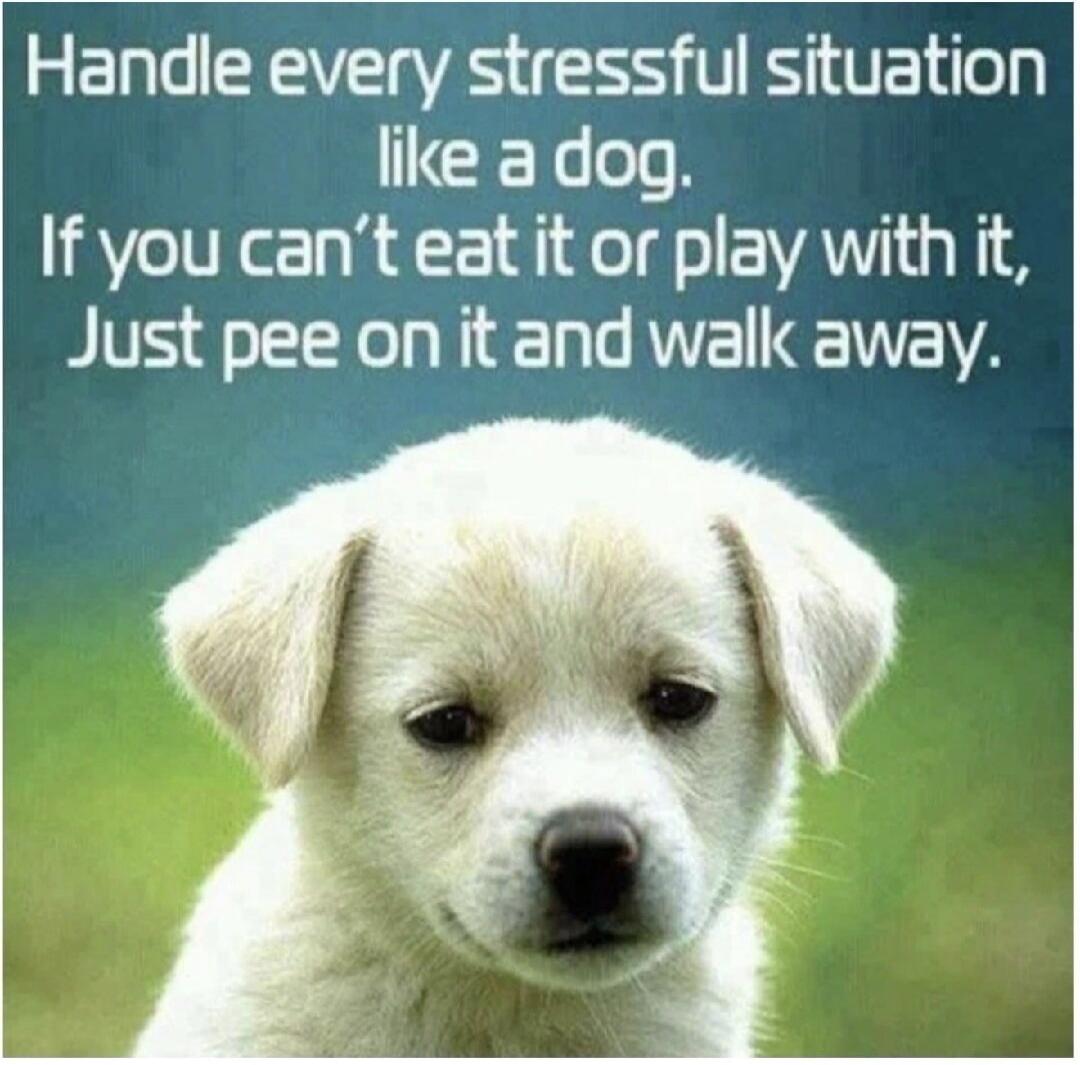 Handle every stressful situation like a dog. If you can't eat it or play with it, Just pee on it and walk away.