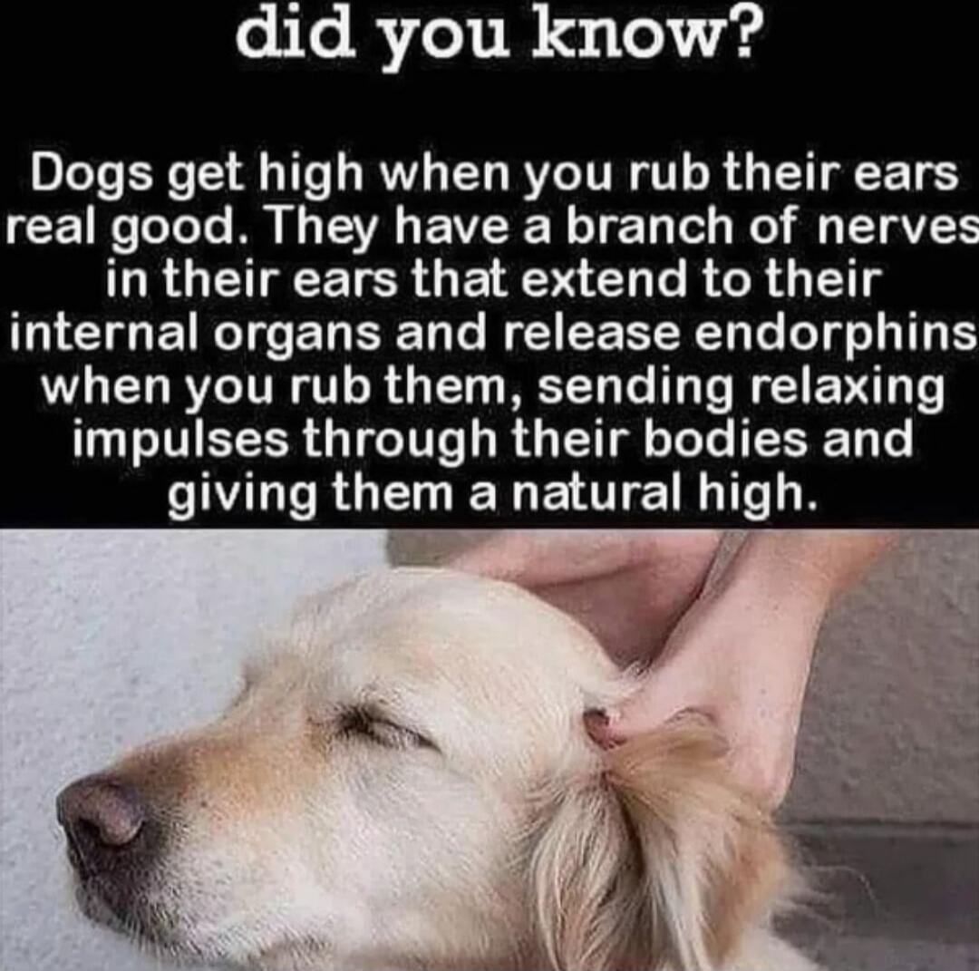 did you know? Dogs get high when you rub their ears real good. They have a branch of nerves in their ears that extend to their internal organs and release endorphins when you rub them, sending relaxing impulses through their bodies and giving them a natural high.