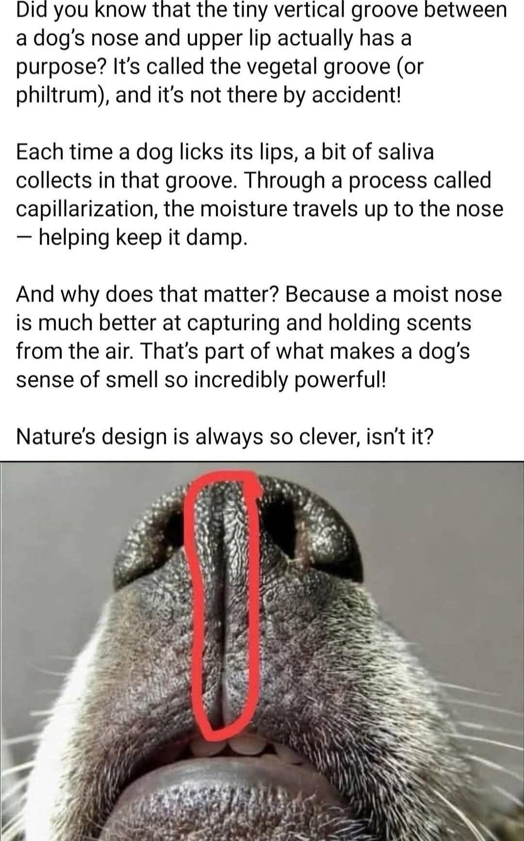 Did you know that the tiny vertical groove between a dog’s nose and upper lip actually has a purpose? It’s called the vegetal groove (or phylum), and it’s not there by accident!

Each time a dog licks its lips, a bit of saliva collects in that groove. Through a process called capillarization, the moisture travels up to the nose — helping keep it da