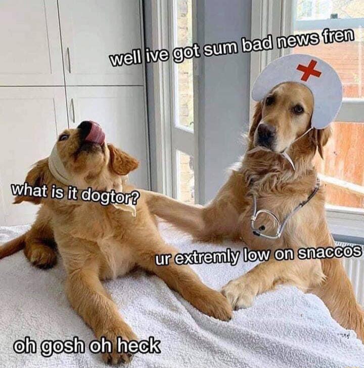 WUEES dogqr Y