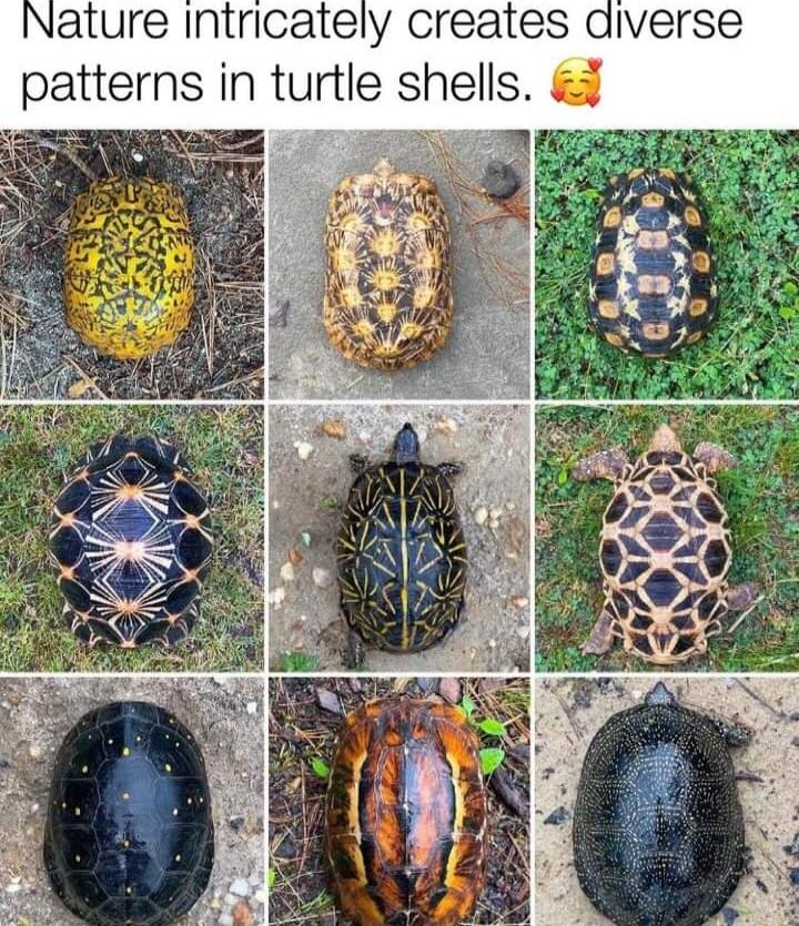 Nature Iintricately creates aiverse patterns in turtle shells o