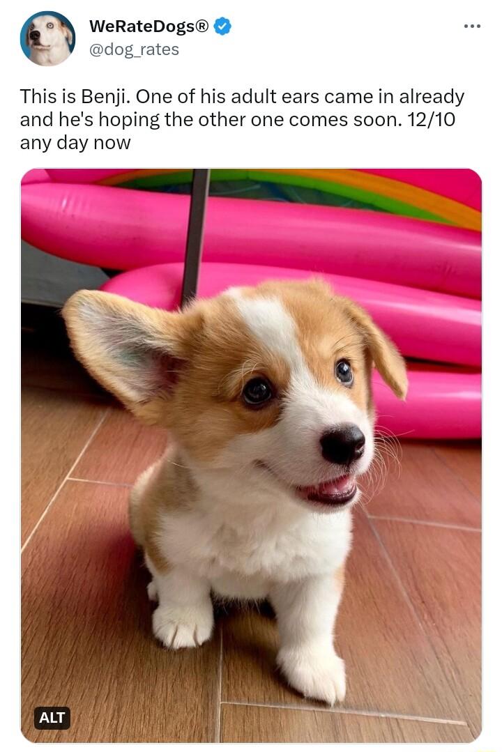 WeRateDogs dog rates This is Benji One of his adult ears came in already and hes hoping the other one comes soon 1210 any day now