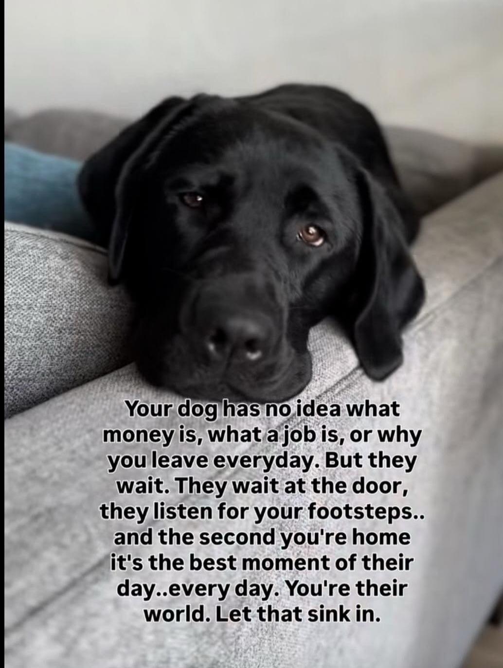 Your dog has no idea what money is, what a job is, or why you leave everyday. But they wait. They wait at the door, they listen for your footsteps.. and the second you're home it's the best moment of their day..every day. You're their world. Let that sink in.