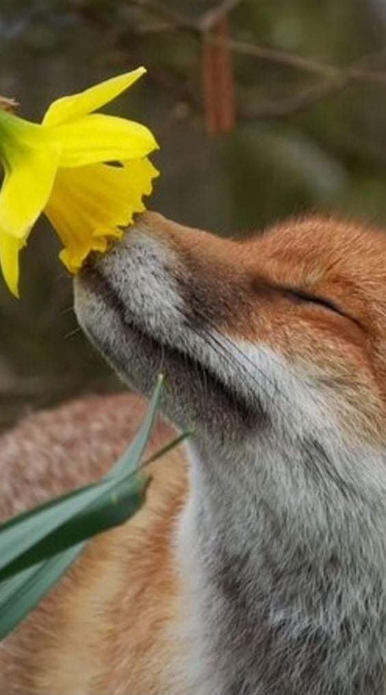 A fox sniffing a yellow flower.