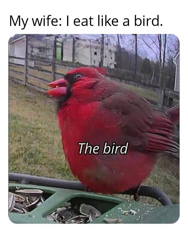 My wife: I eat like a bird. The bird