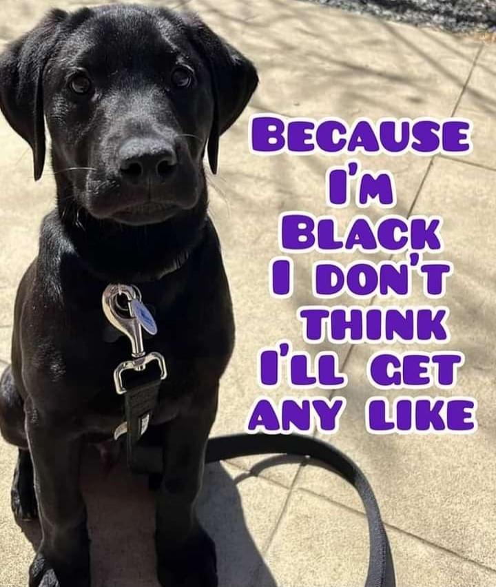 BECAUSE I'M BLACK I DON'T THINK I'LL GET ANY LIKE
