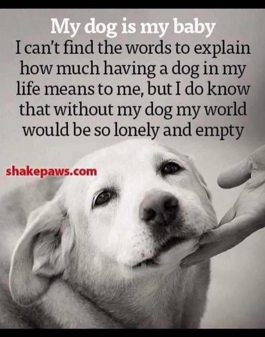 My dog is my baby I can't find the words to explain how much having a dog in my life means to me, but I do know that without my dog my world would be so lonely and empty shakepaws.com