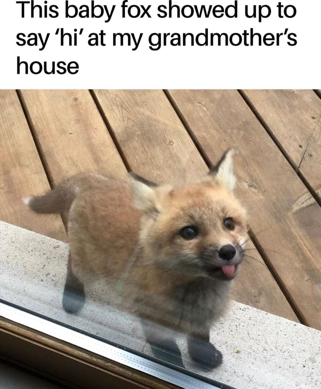 This baby fox showed up to say hi at my grandmothers house