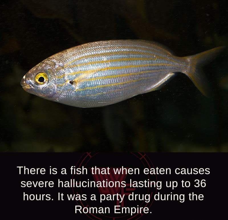 There is a fish that when eaten causes severe hallucinations lasting up to 36 hours It was a party drug during the Roman Empire