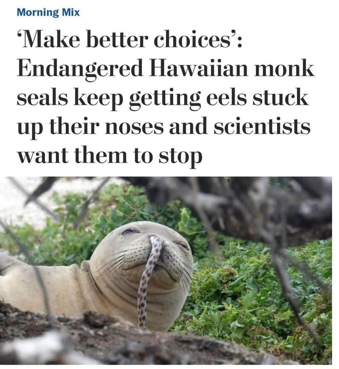 Morning Mix Make better choices Endangered Hawaiian monk seals keep getting eels stuck up their noses and scientists want them to stop