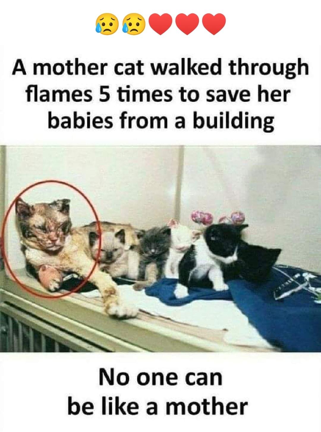 DR 2 A mother cat walked through flames 5 times to save her babies from a building No one can be like a mother