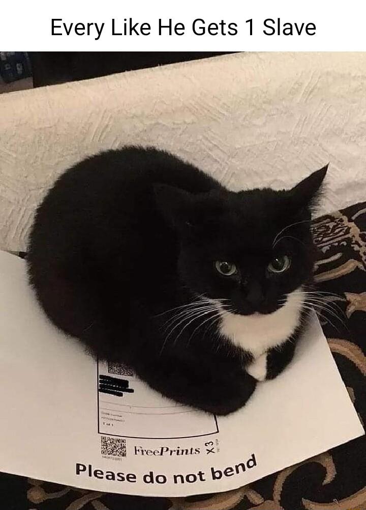 Every Like He Gets 1 Slave J Please do not be