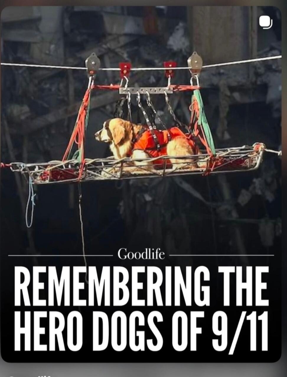 Goodlife REMEMBERING THE HERO DOGS OF 9/11