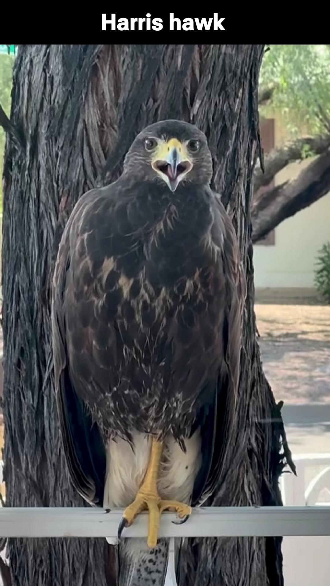Harris hawk