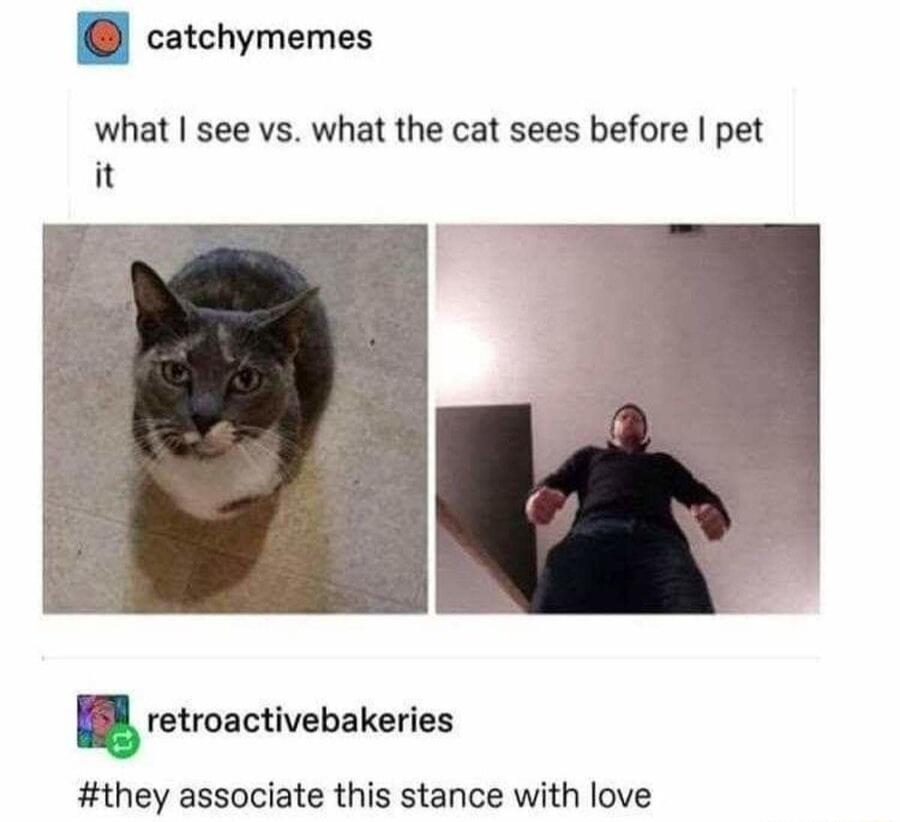 n catchymemes what see vs what the cat sees before pet it retroactivebakeries they associate this stance with love