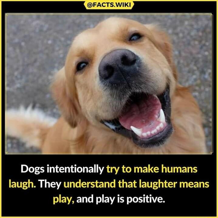 FACTSWIKI Dogs intentionally try to make humans N0 1 SVATT T NS e T R BV BTG TN RN play and play is positive