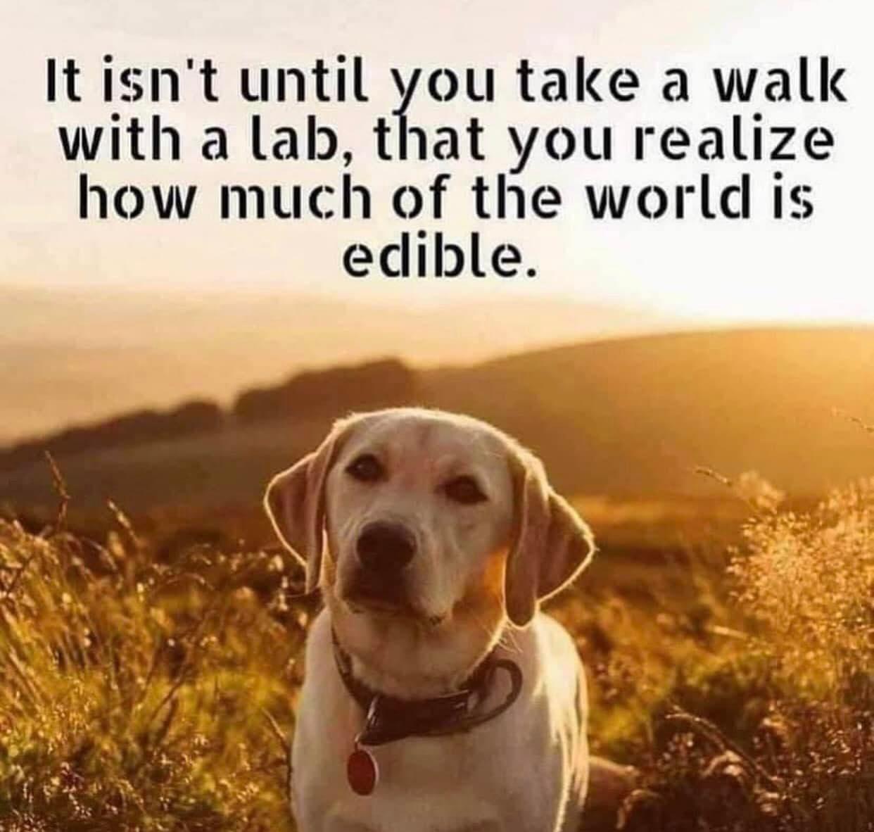 Itisnt until ou take a walk with a lab that you realize how muc h of the world is edible