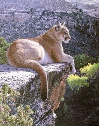 A cougar lounging on a rock ledge overlooking a canyon.
