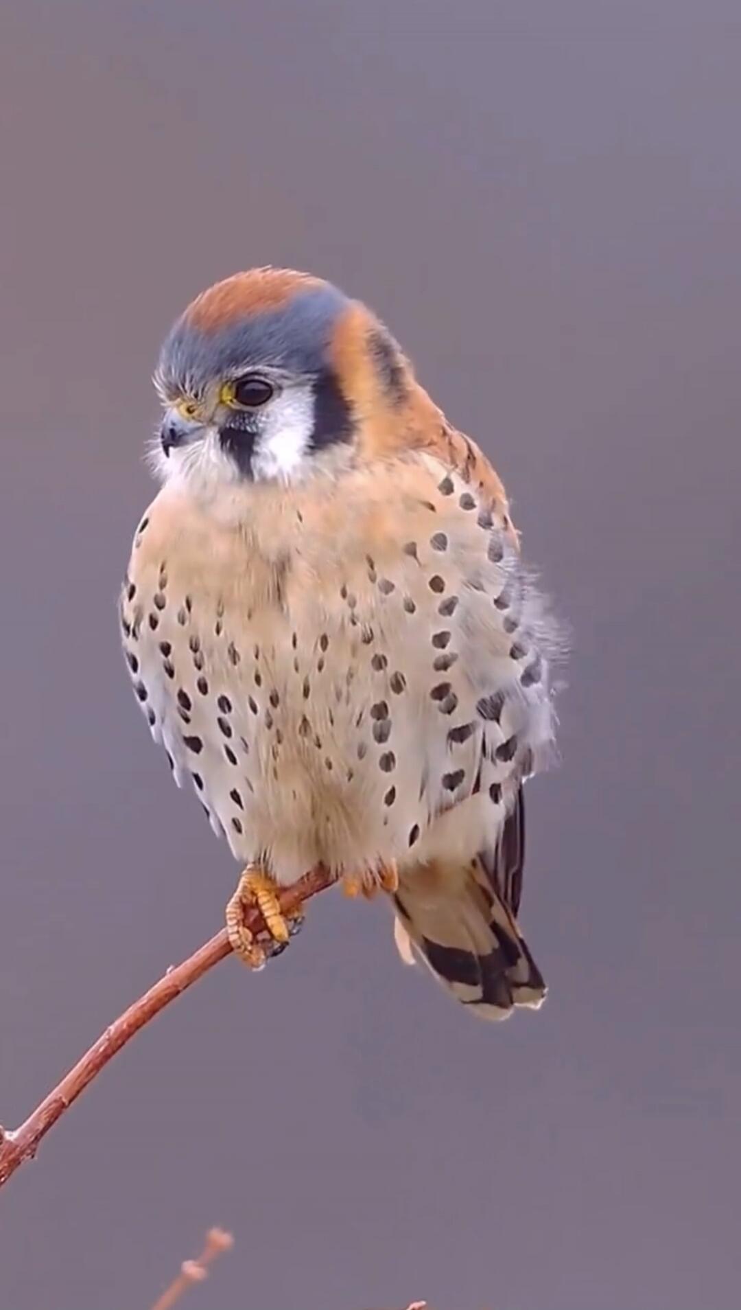 A small rufous and blue-gray bird with a spotted chest perched on a branch.