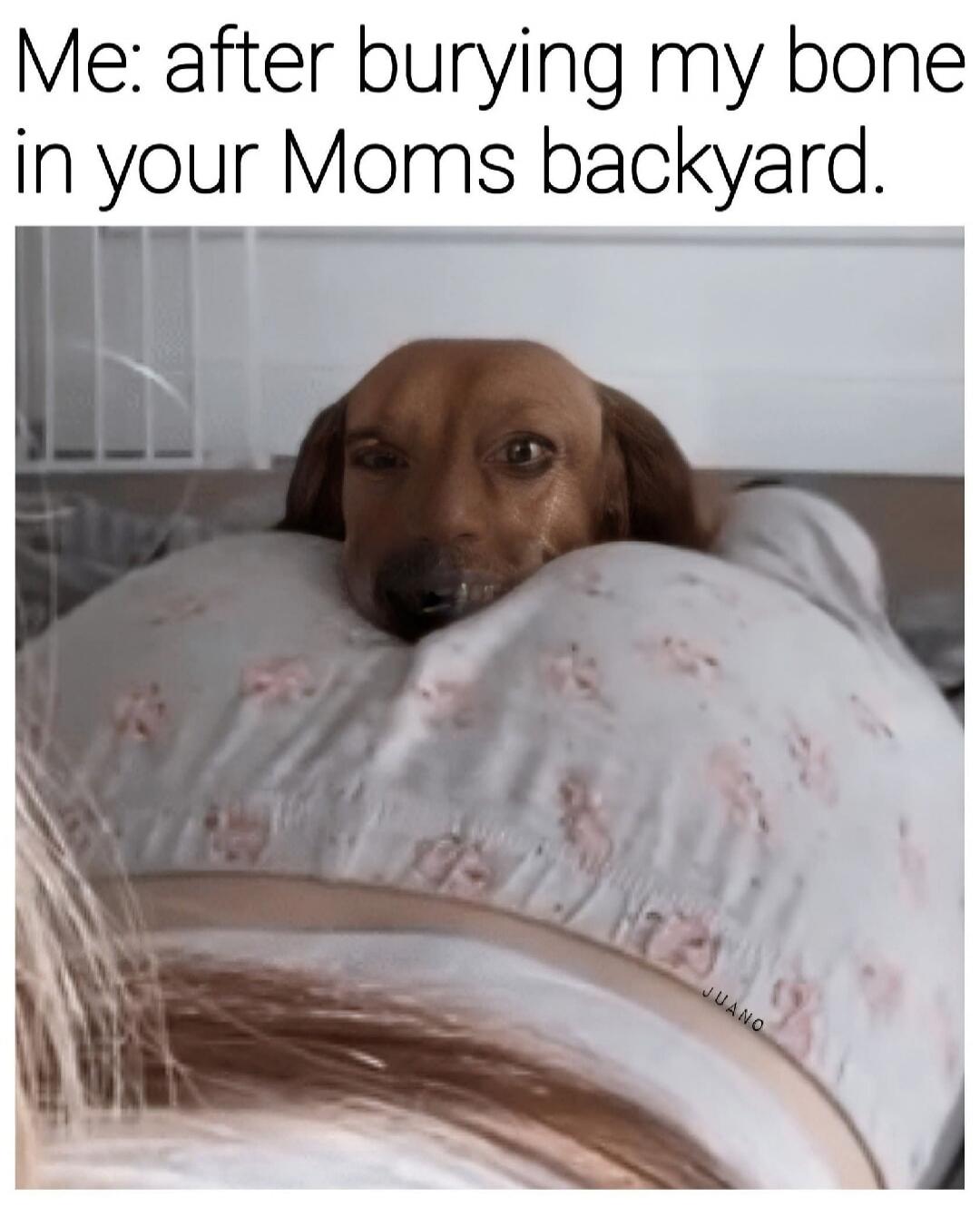 Me: after burying my bone in your Moms backyard.