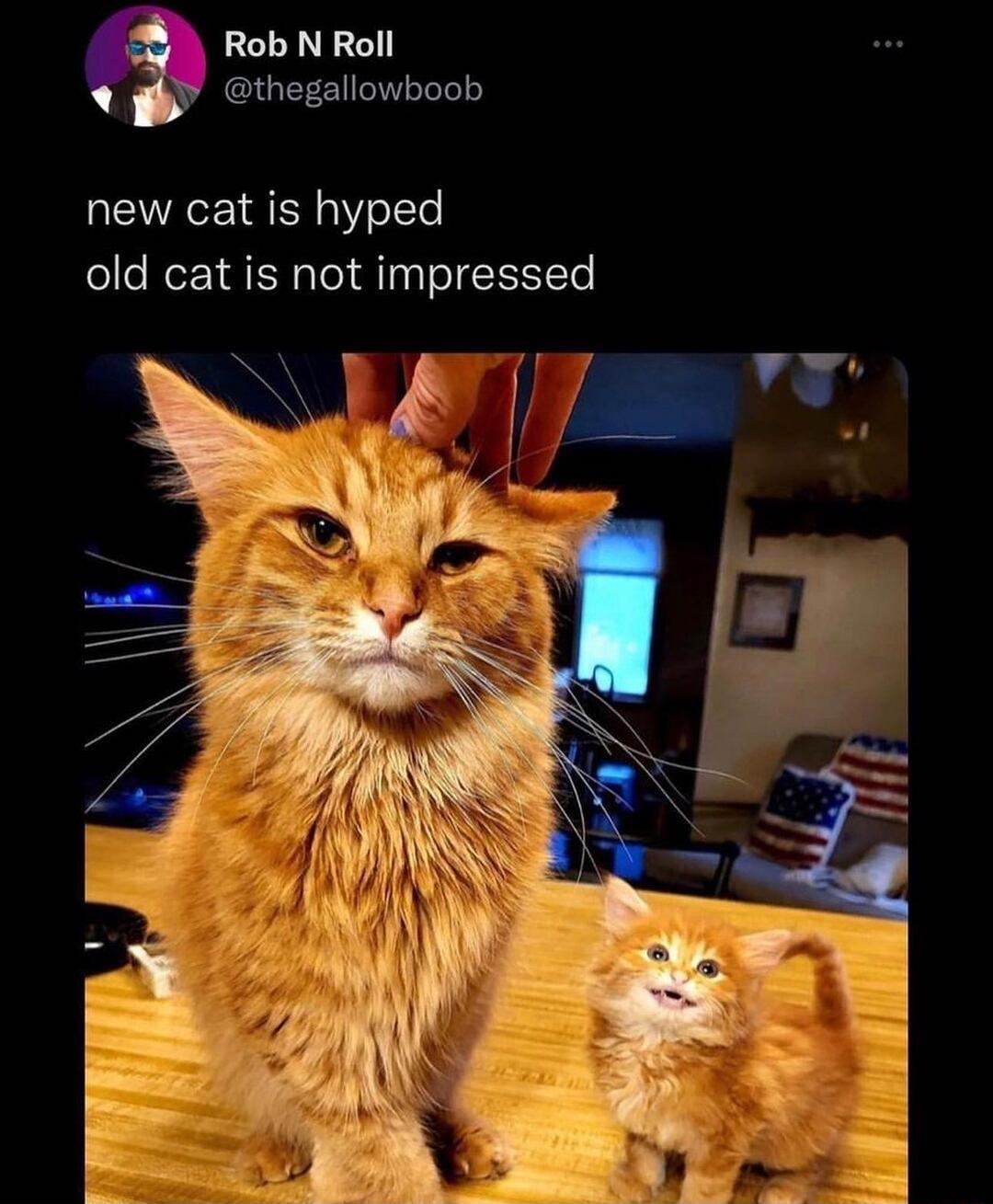 Rob N Roll thegallowboob new cat is hyped old cat is not impressed