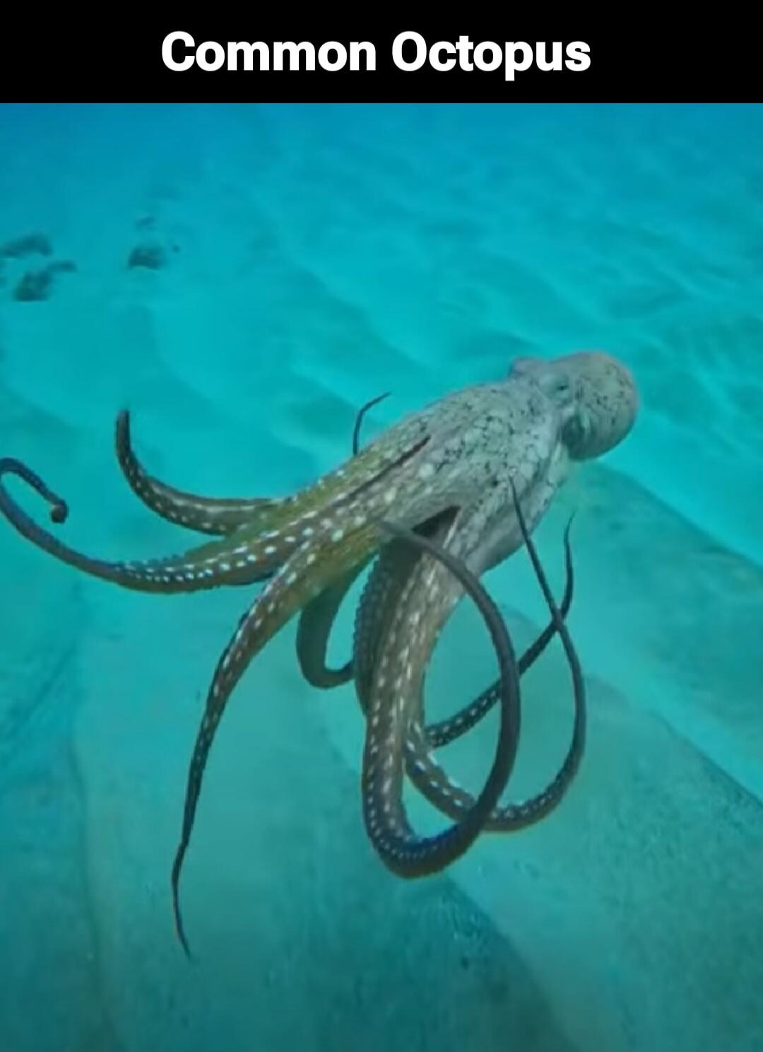 Common Octopus