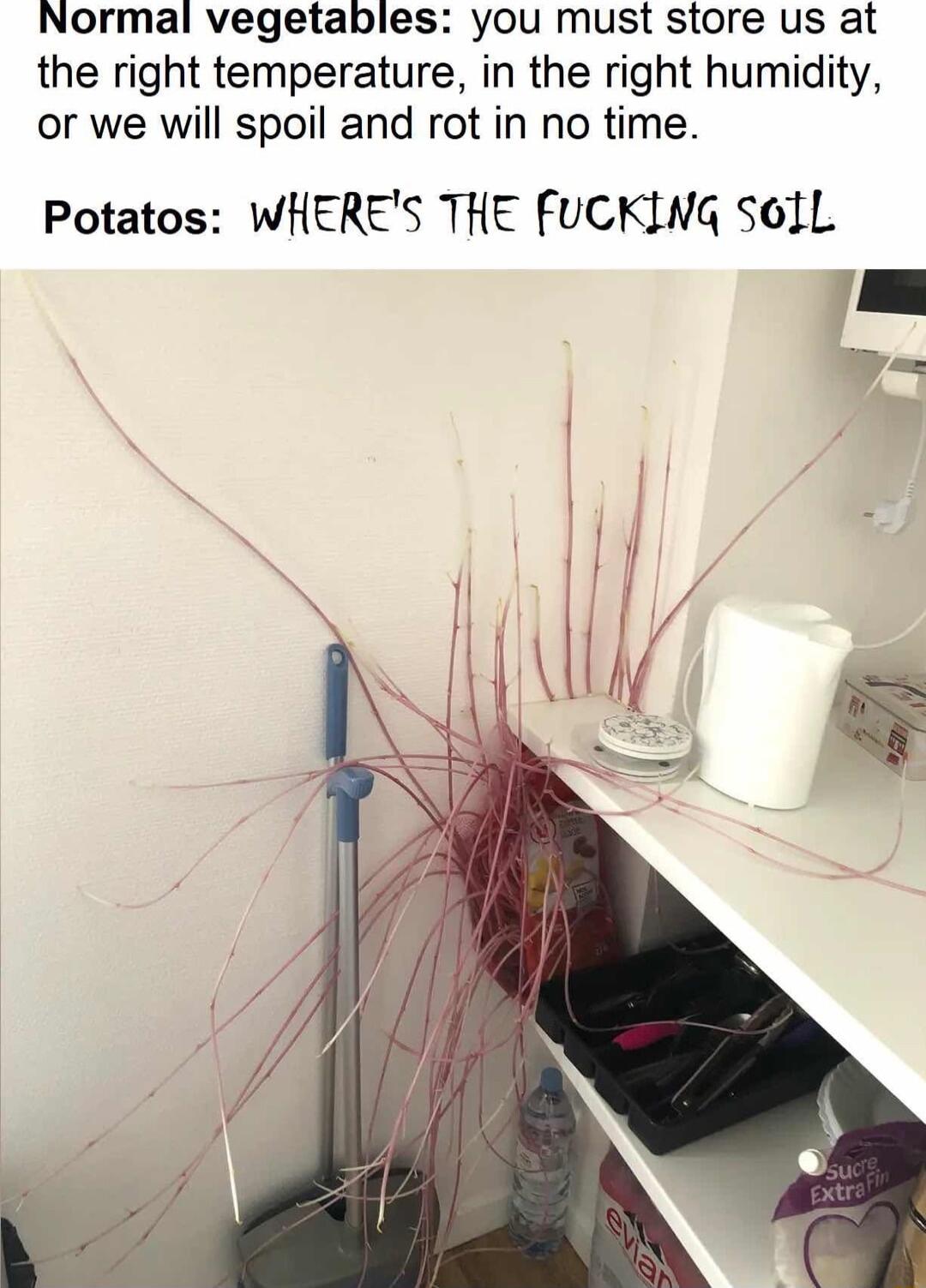 Normal vegetables you must store us at the right temperature in the right humidity or we will spoil and rot in no time Potatos WHERES THE FUCKING SOIL _ e