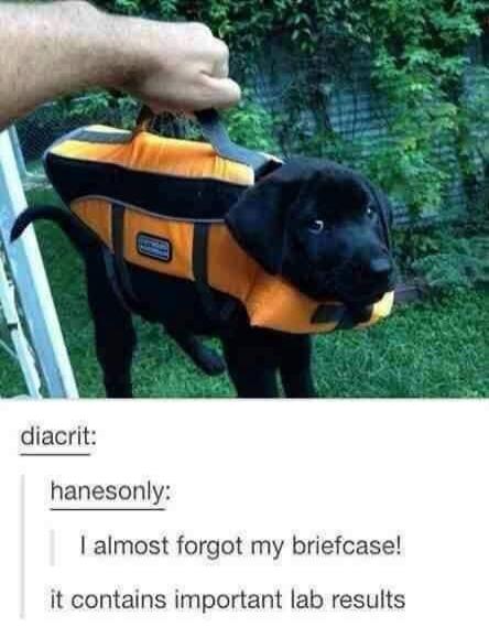 diacrit: hanesonly: I almost forgot my briefcase! it contains important lab results