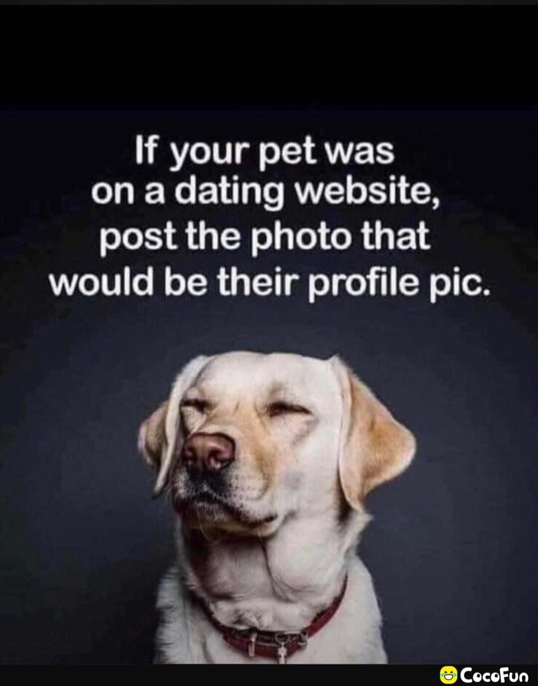 If your pet was on a dating website, post the photo that would be their profile pic.