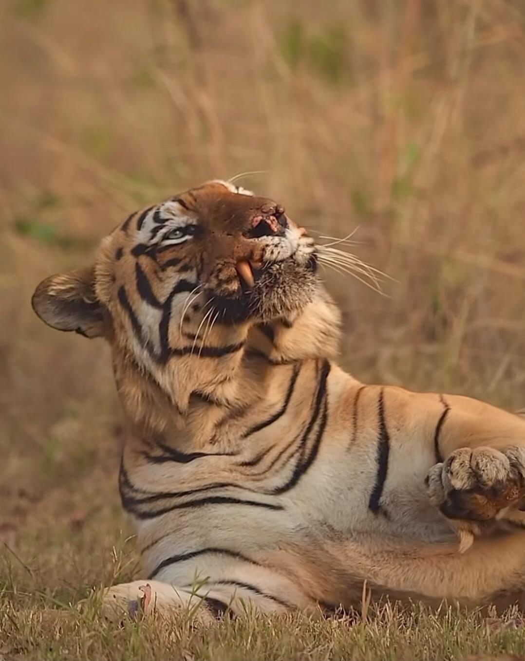Tiger lying on grass with mouth open and tongue out.