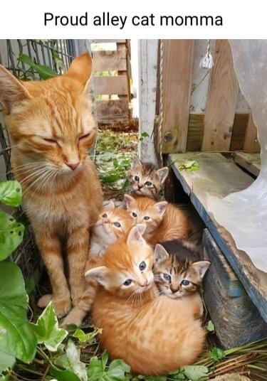 Proud alley cat momma