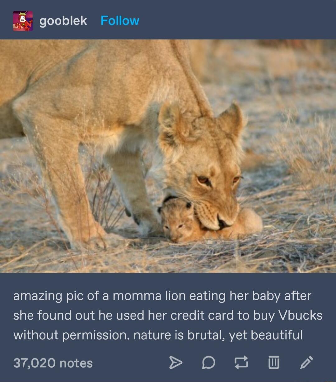 8 gooblek Follow amazing pic of a momma lion eating her baby after she found out he used her credit card to buy Vbucks without permission nature is brutal yet beautiful 37020 notes 0 O 7