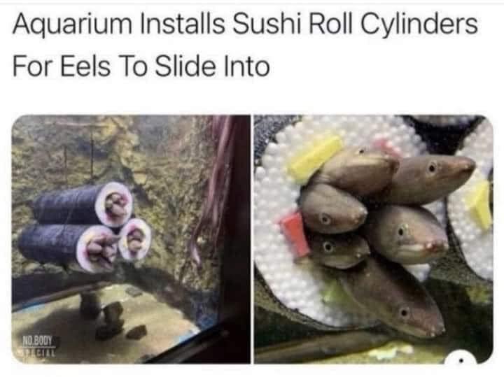 Aquarium Installs Sushi Roll Cylinders For Eels To Slide Into
