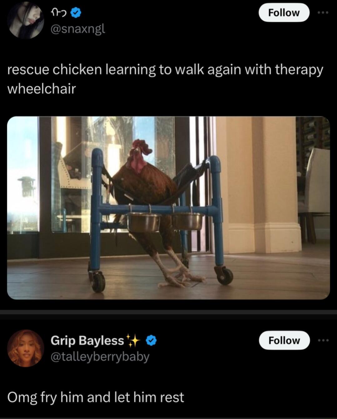 oo L A rescue chicken learning to walk again with therapy LLEE ET Grip Bayless t talleyberrybaby Omg fry him and let him rest