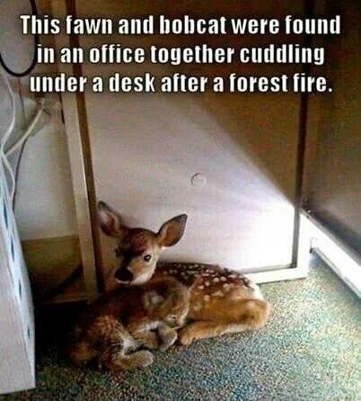 This fawn and hohcat were found _ DA CT U AT T under a desk after a forest fire