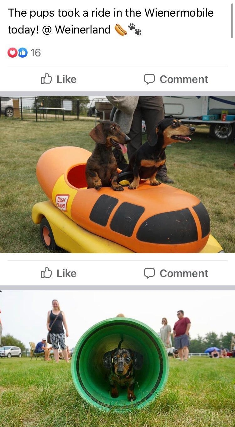 The pups took a ride in the Wienermobile today Weinerland 5 J Comment J Comment bl M