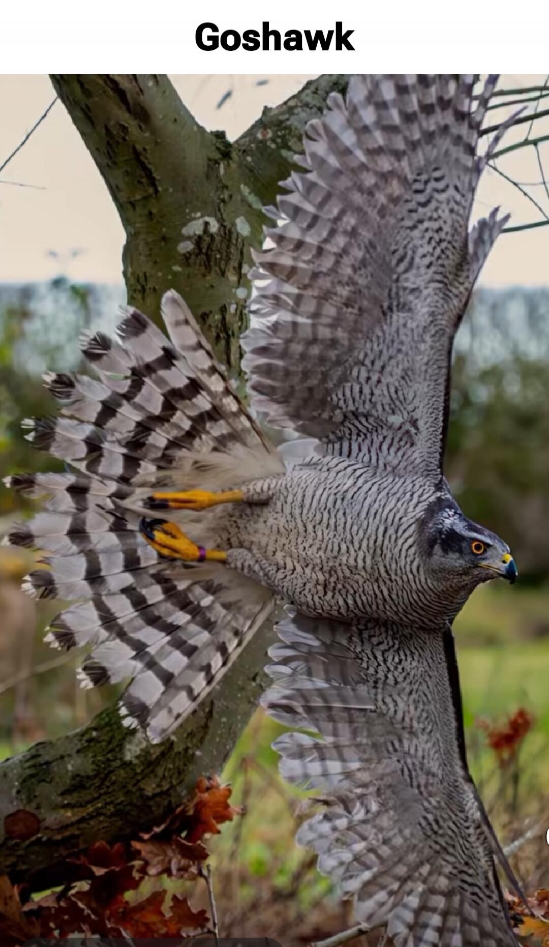 Goshawk