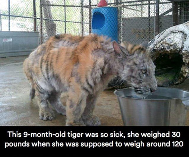 This 9 month old tiger was so sick she weighed 30 pounds when she was supposed to weigh around 120