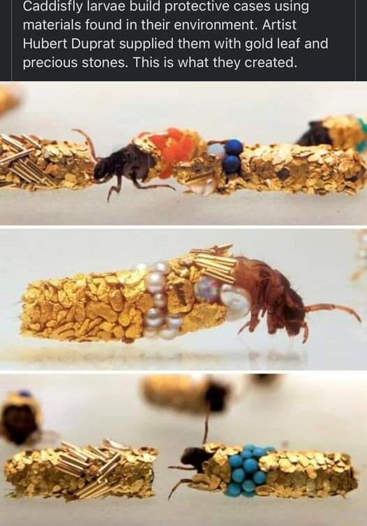Cadadistly larvae build protective cases using UEICHER VL CRL R G E WG T N 1 Hubert Duprat supplied them with gold leaf and precious stones This is what they created