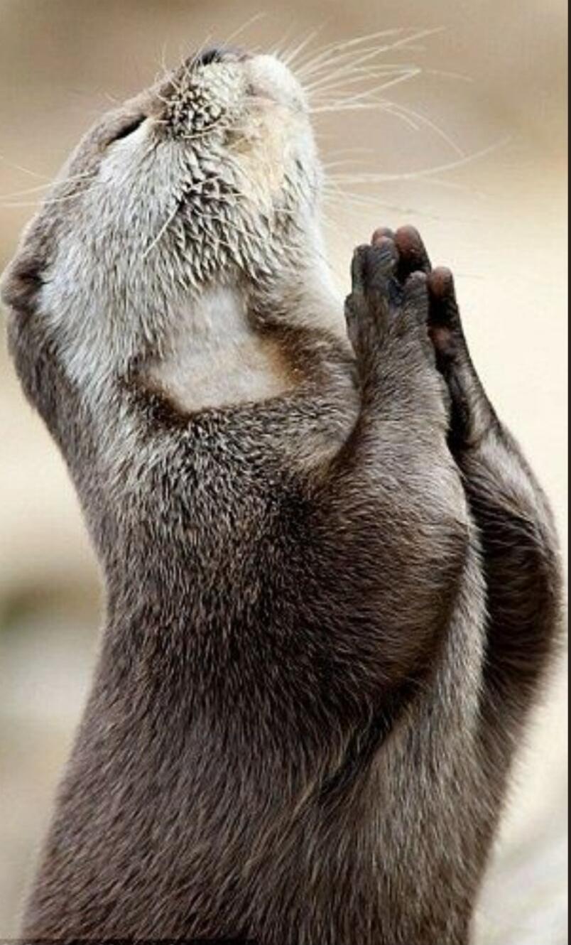 A close-up photo of an otter with its paws pressed together as if praying.