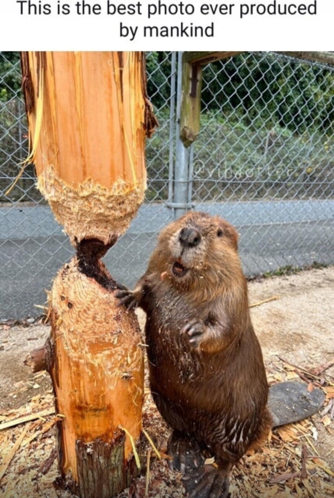 This is the best photo ever produced by mankind